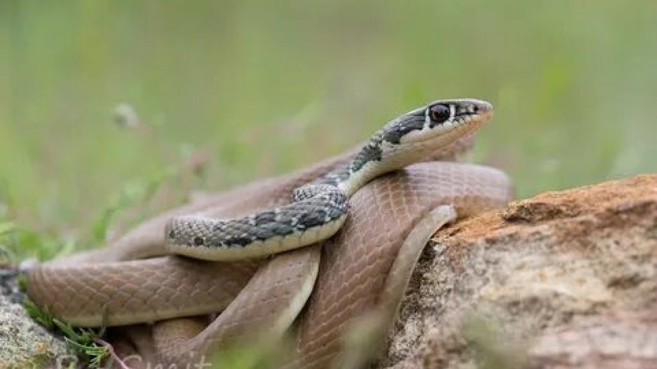 Foto - Sessiz tehlike gün yüzüne çıktı! Türkiye'nin en zehirli yılanları...