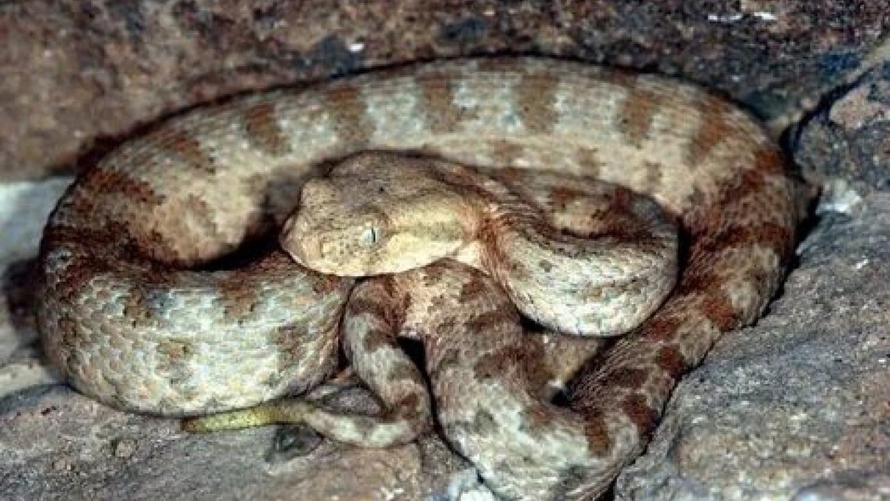 Foto - Sessiz tehlike gün yüzüne çıktı! Türkiye'nin en zehirli yılanları...