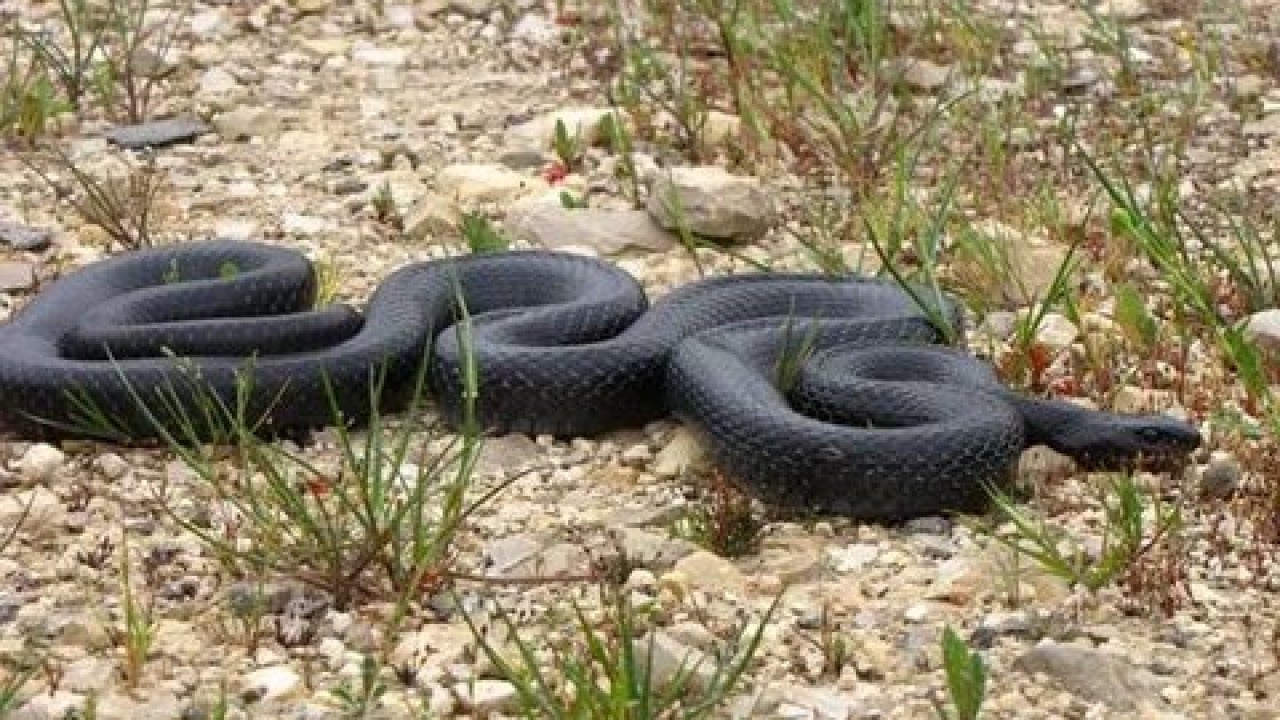 Foto - Sessiz tehlike gün yüzüne çıktı! Türkiye'nin en zehirli yılanları...