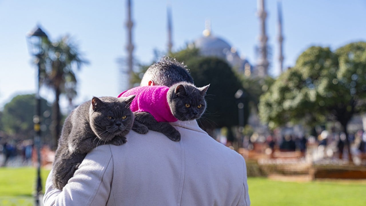 Foto - Seyyah Kedi'den yavrusuna omuzda İstanbul turu