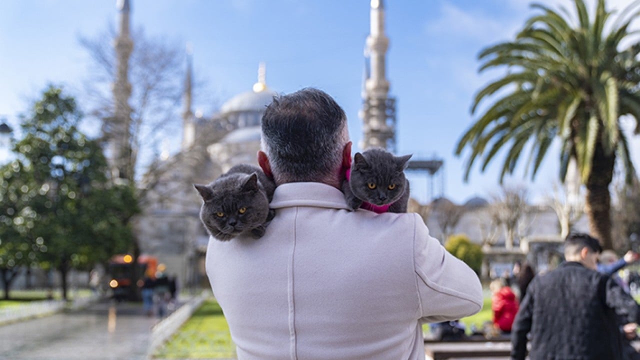 Foto - Seyyah Kedi'den yavrusuna omuzda İstanbul turu