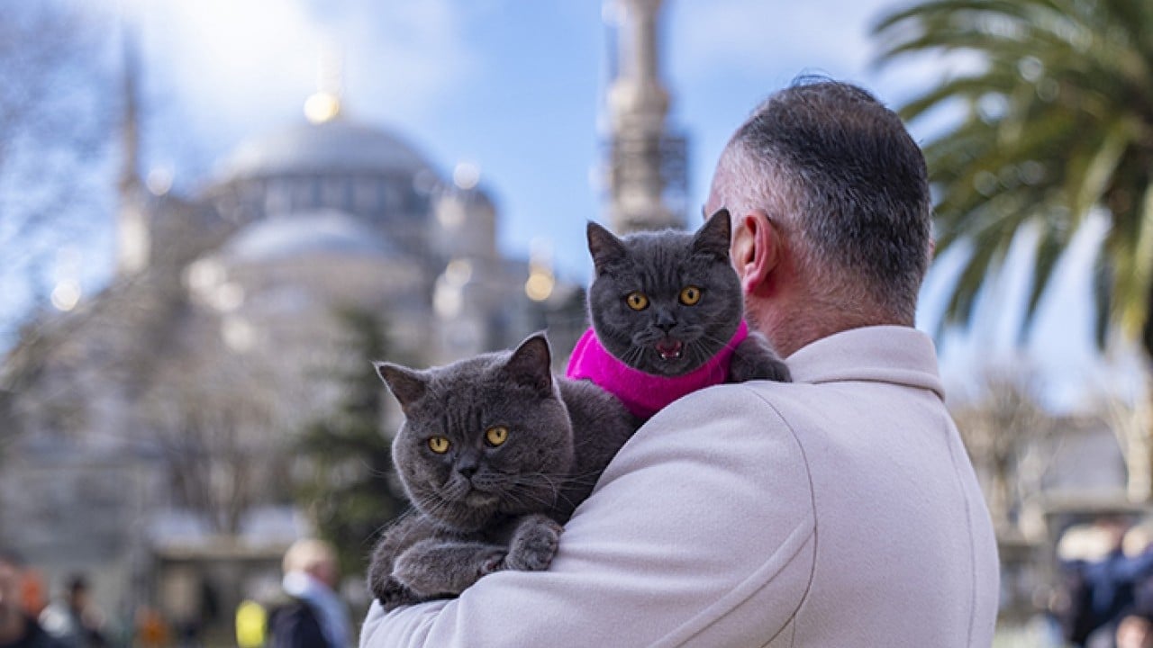 Foto - Seyyah Kedi'den yavrusuna omuzda İstanbul turu
