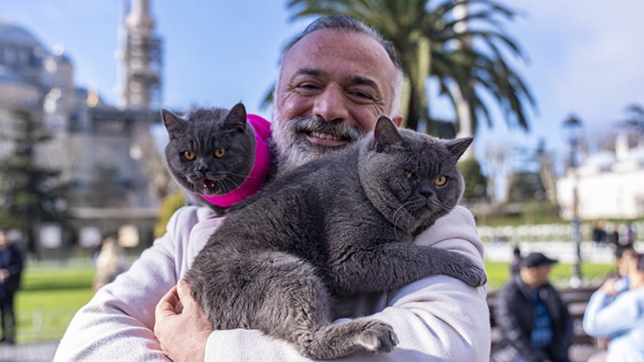 Seyyah Kedi'den yavrusuna omuzda İstanbul turu