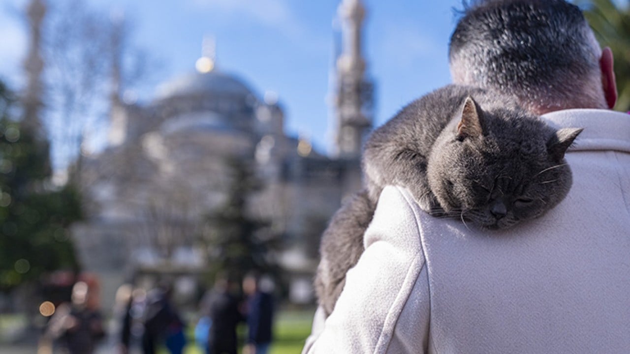 Foto - Seyyah Kedi'den yavrusuna omuzda İstanbul turu