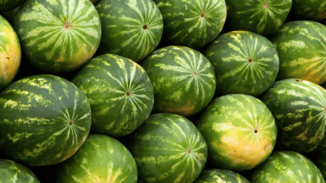 Sezonun ilk karpuzu kilosu 40 liradan alıcı buldu