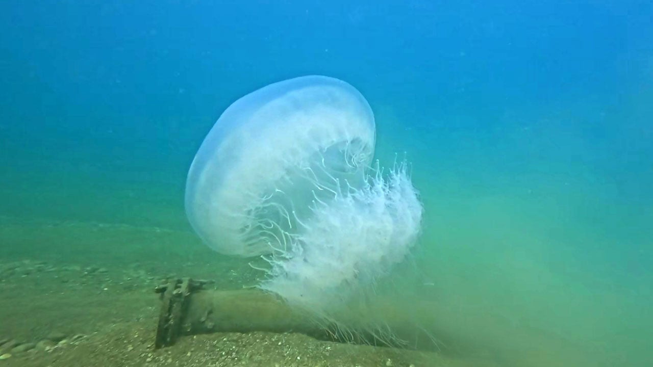 Foto - Şiddetli poyraz kıyılara taşıdı! Antalya Körfezi’nde denizanası akın