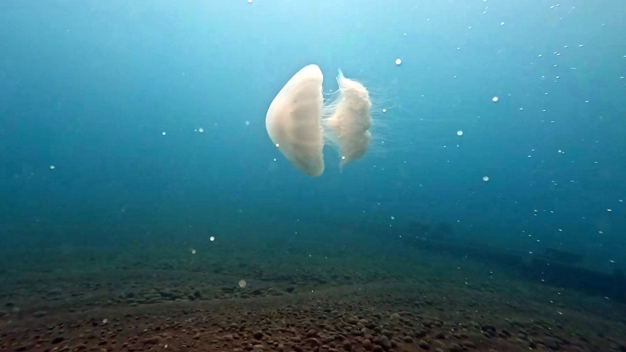 Foto - Şiddetli poyraz kıyılara taşıdı! Antalya Körfezi’nde denizanası akın