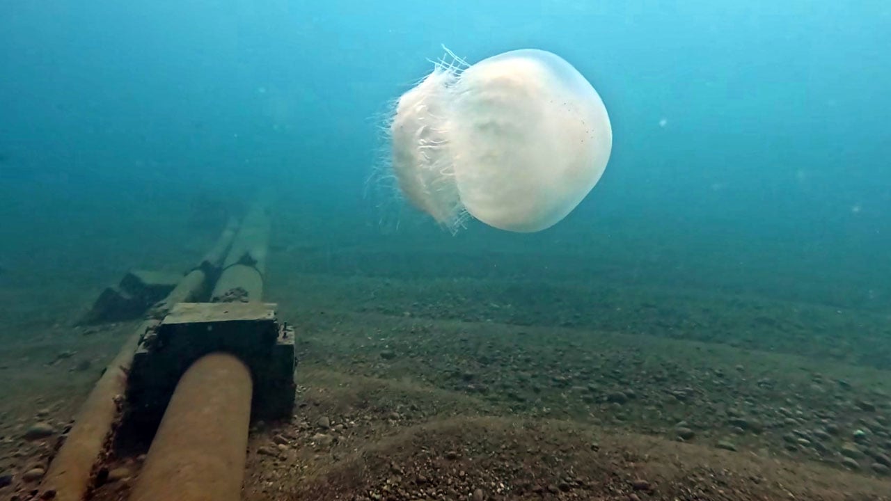 Foto - Şiddetli poyraz kıyılara taşıdı! Antalya Körfezi’nde denizanası akın