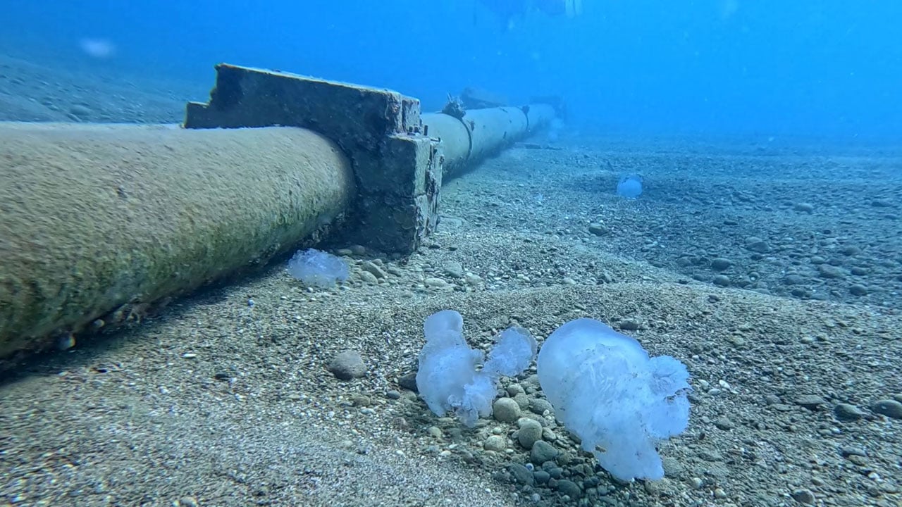 Foto - Şiddetli poyraz kıyılara taşıdı! Antalya Körfezi’nde denizanası akın