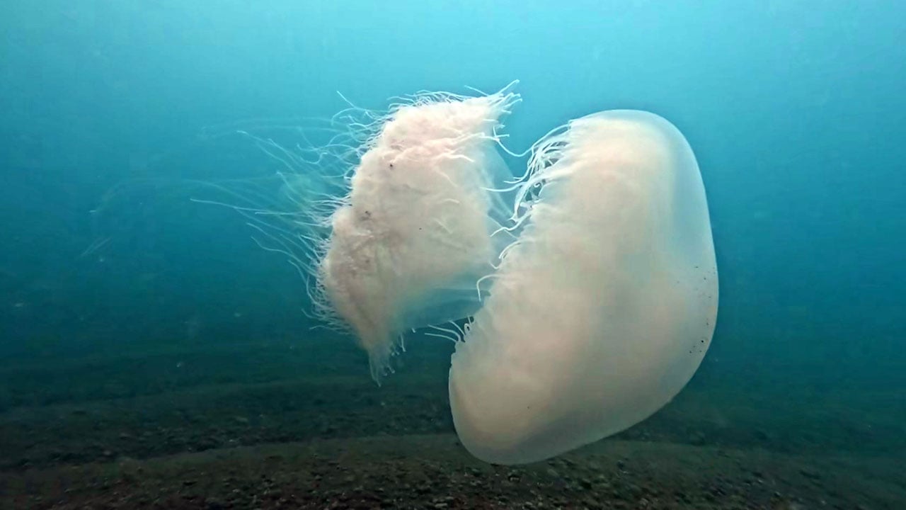 Şiddetli poyraz kıyılara taşıdı! Antalya Körfezi’nde denizanası akın