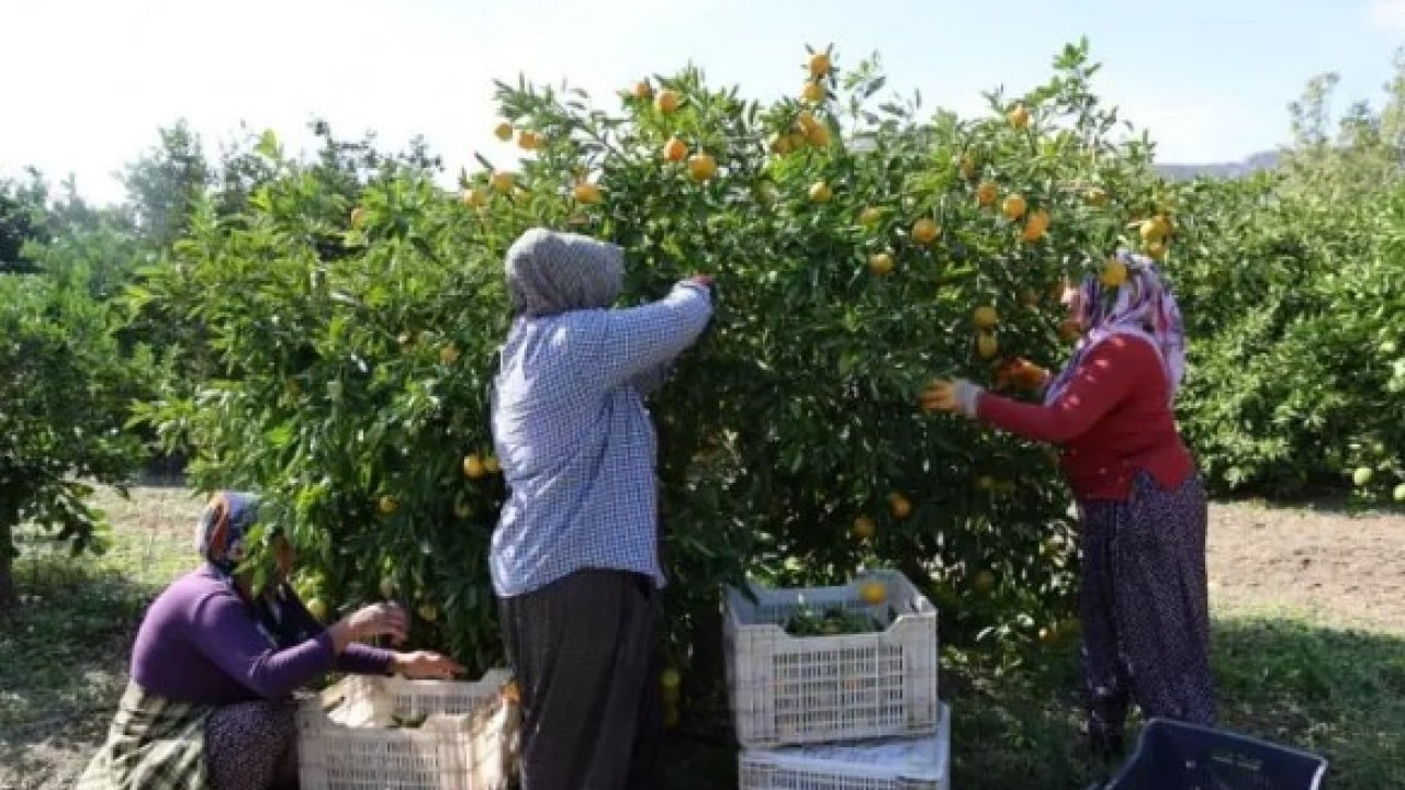 Foto - Üreticinin yüzü gülüyor: Kilosu 8 TL'ye kadar düştü!