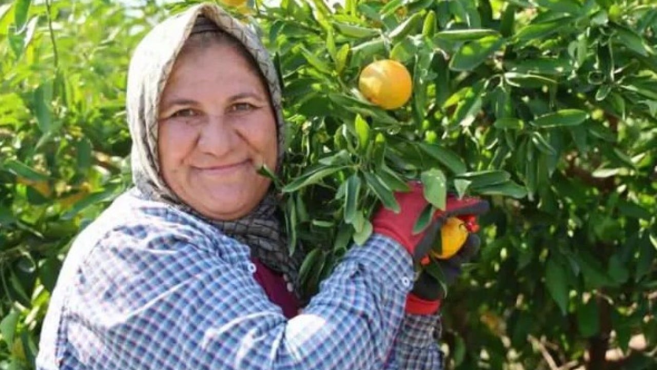 Foto - Üreticinin yüzü gülüyor: Kilosu 8 TL'ye kadar düştü!