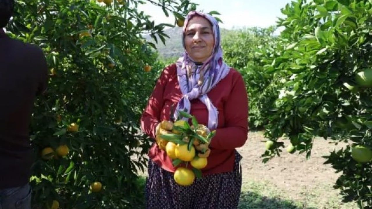 Foto - Üreticinin yüzü gülüyor: Kilosu 8 TL'ye kadar düştü!