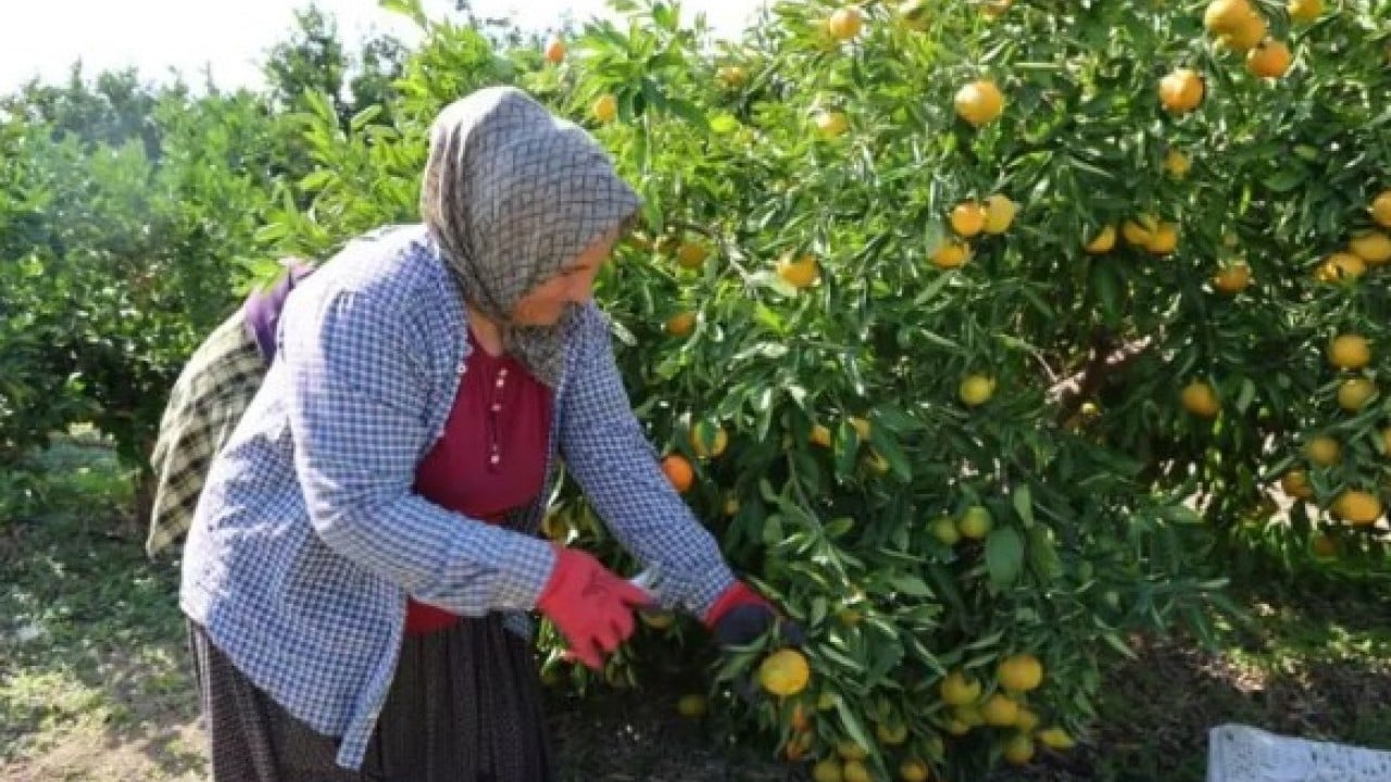 Foto - Üreticinin yüzü gülüyor: Kilosu 8 TL'ye kadar düştü!