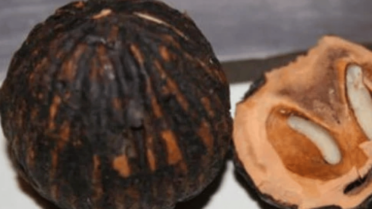 Foto - Şifa deposu olan 'kara ceviz'in faydalarını duyunca çok şaşıracaksınız! Normal cevize göre..