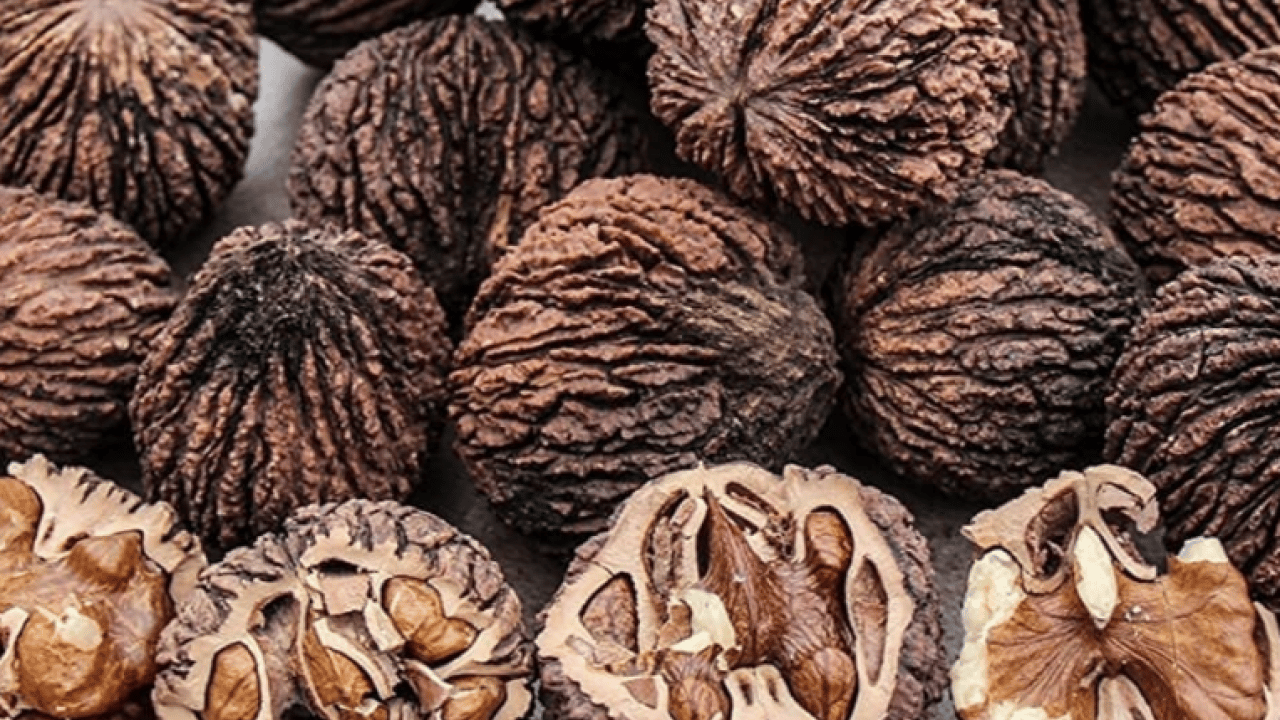 Şifa deposu olan 'kara ceviz'in faydalarını duyunca çok şaşıracaksınız! Normal cevize göre..