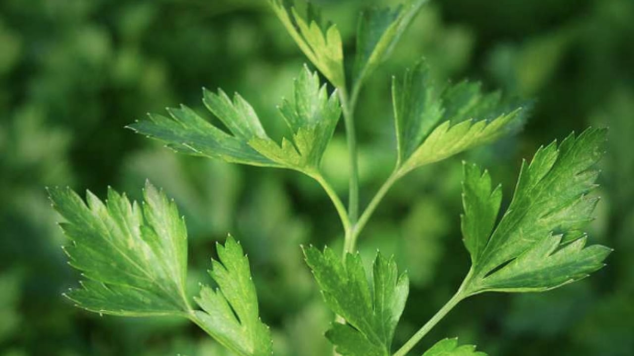 Foto - Şifa kaynağı: Her gün 1 avuç yiyin: Böbrek taşını kaydırıp atıyor...