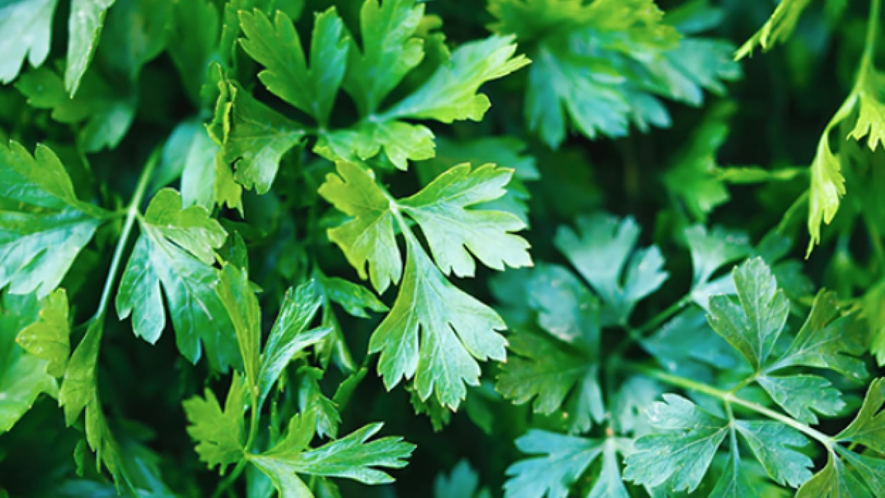Foto - Şifa kaynağı: Her gün 1 avuç yiyin: Böbrek taşını kaydırıp atıyor...