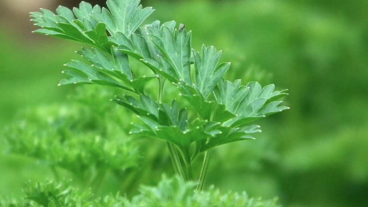 Foto - Şifa kaynağı: Her gün 1 avuç yiyin: Böbrek taşını kaydırıp atıyor...