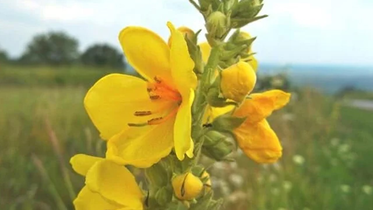 Foto - Sığır kuyruğu otunun ilginç yararları: 8 saat süre sonunda etkili olacak! Güçlendiren sarı bitki böyle işe yarar...