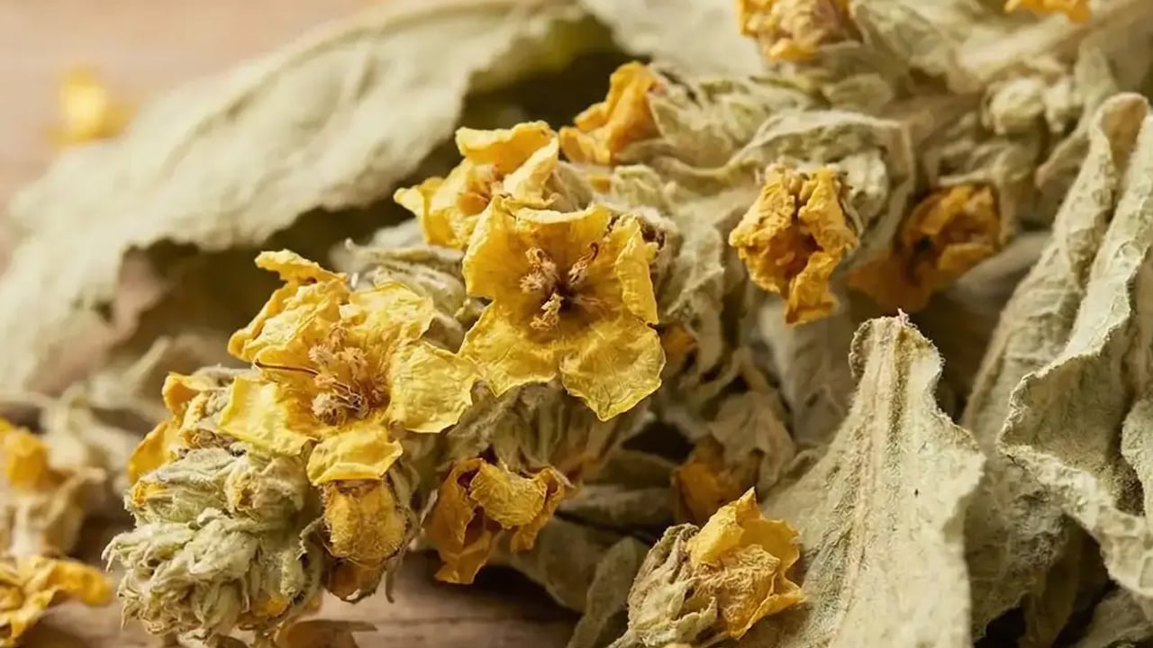 Foto - Sığır kuyruğu otunun ilginç yararları: 8 saat süre sonunda etkili olacak! Güçlendiren sarı bitki böyle işe yarar...