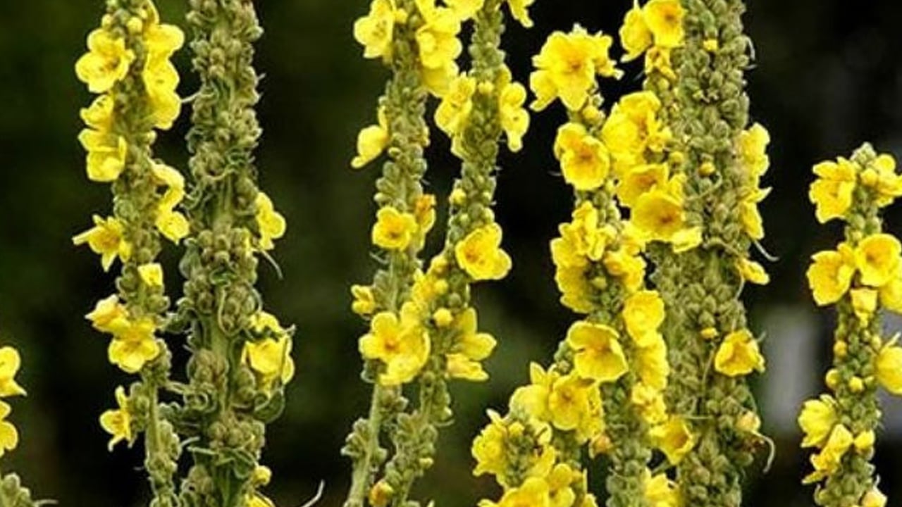 Foto - Sığır kuyruğu otunun ilginç yararları: 8 saat süre sonunda etkili olacak! Güçlendiren sarı bitki böyle işe yarar...