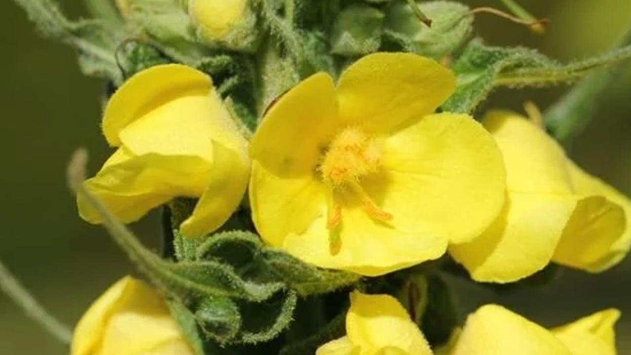 Foto - Sığır kuyruğu otunun ilginç yararları: 8 saat süre sonunda etkili olacak! Güçlendiren sarı bitki böyle işe yarar...