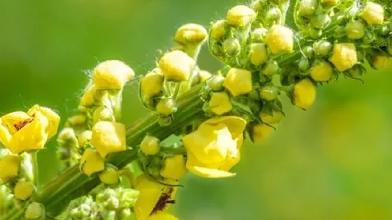 Foto - Sığır kuyruğu otunun ilginç yararları: 8 saat süre sonunda etkili olacak! Güçlendiren sarı bitki böyle işe yarar...