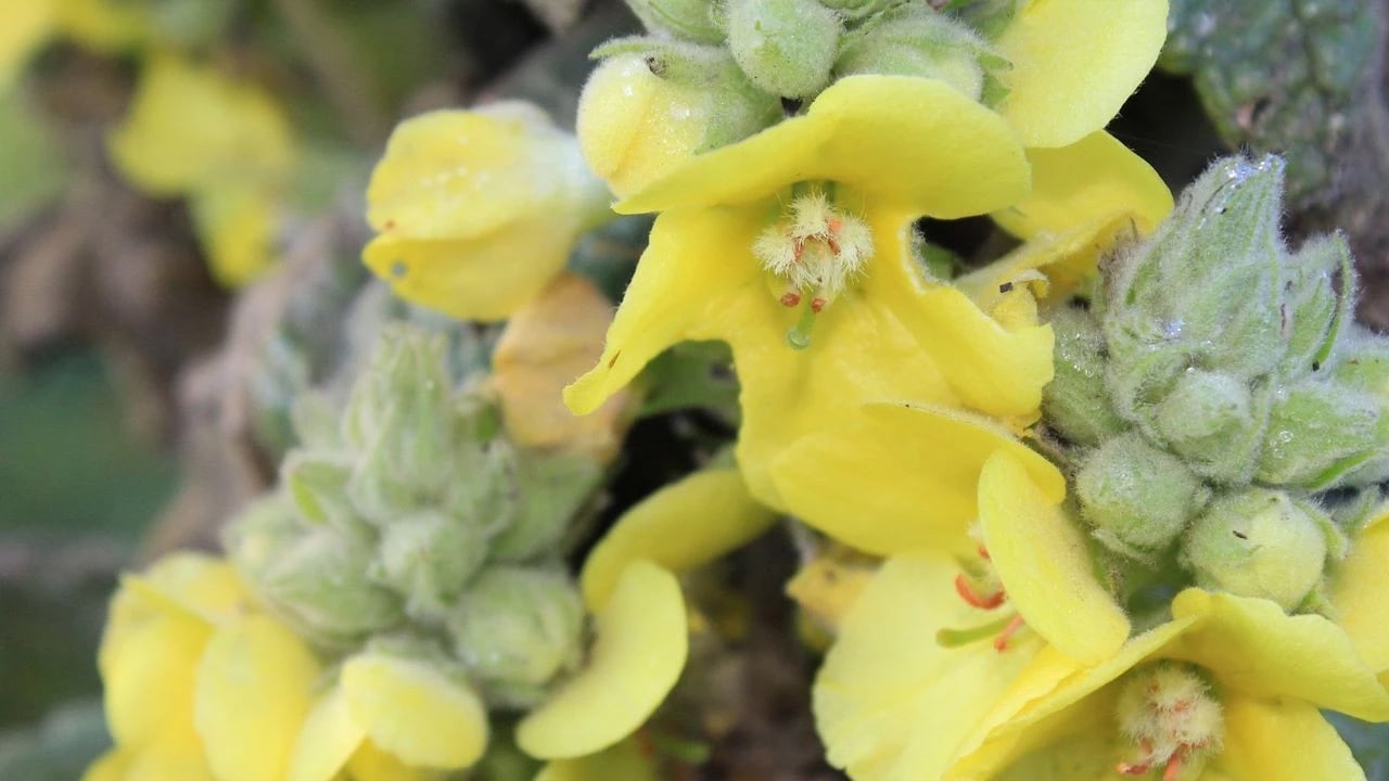 Sığır kuyruğu otunun ilginç yararları: 8 saat süre sonunda etkili olacak! Güçlendiren sarı bitki böyle işe yarar...