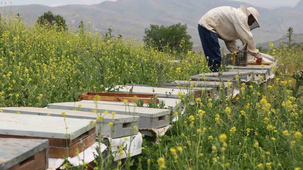 Foto - Siirt balda İlk 5'te: Destek geldi, bal arttı