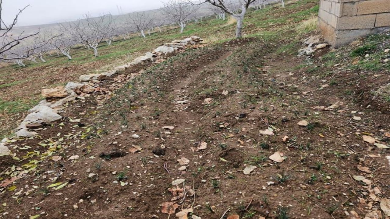 Foto - Siirt’te deneme diye başladı, rekor değere ulaştı! Dünyanın en pahalısında ilk üretim