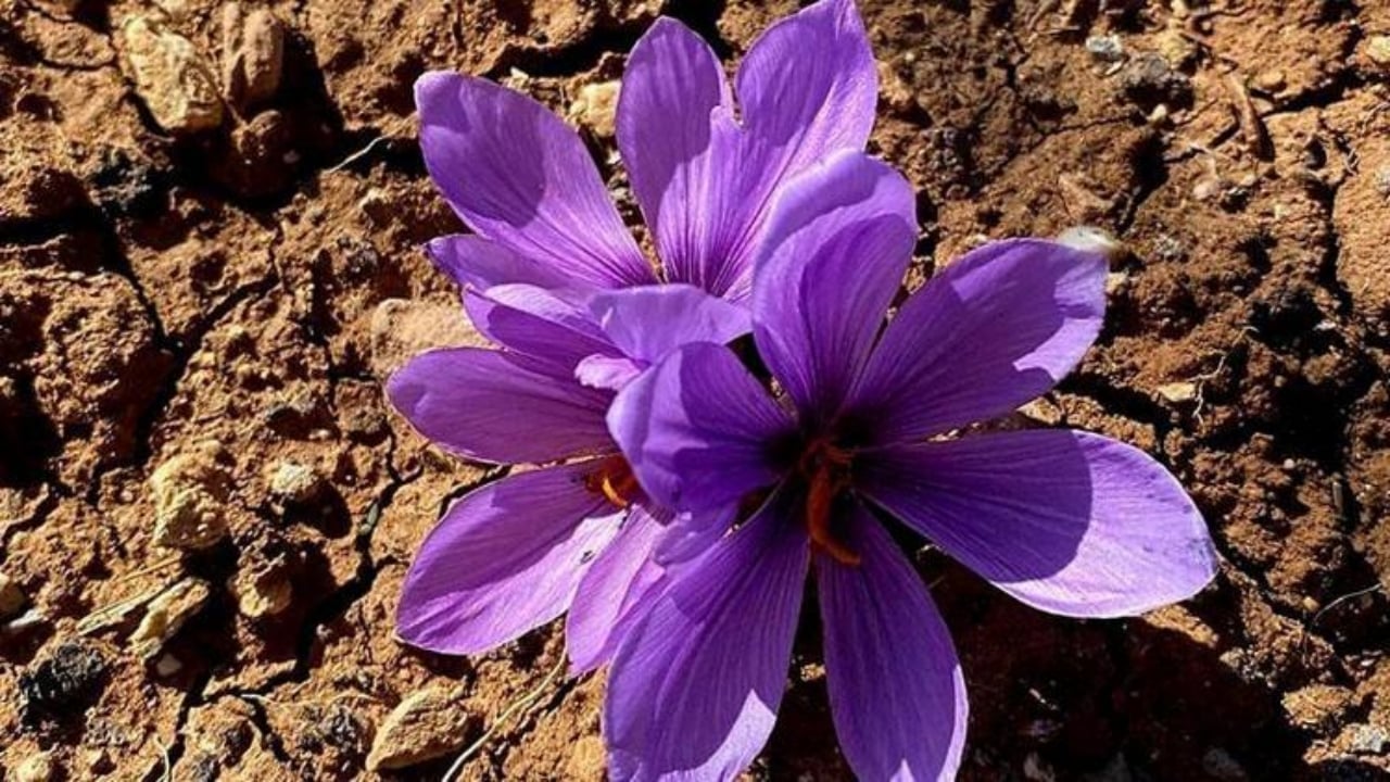 Foto - Siirt’te deneme diye başladı, rekor değere ulaştı! Dünyanın en pahalısında ilk üretim