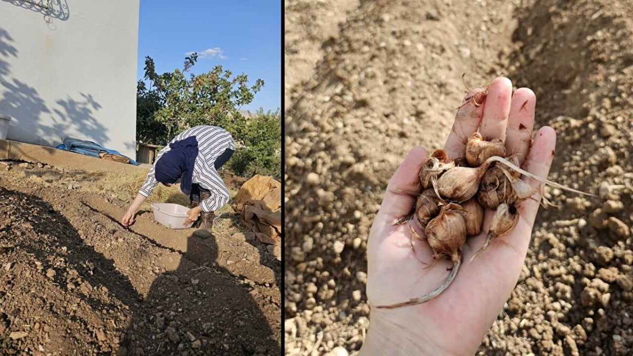 Foto - Siirt’te deneme diye başladı, rekor değere ulaştı! Dünyanın en pahalısında ilk üretim