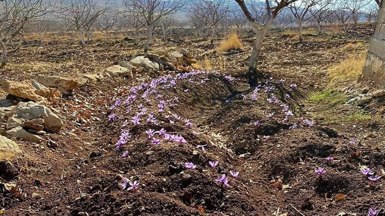 Foto - Siirt’te deneme diye başladı, rekor değere ulaştı! Dünyanın en pahalısında ilk üretim
