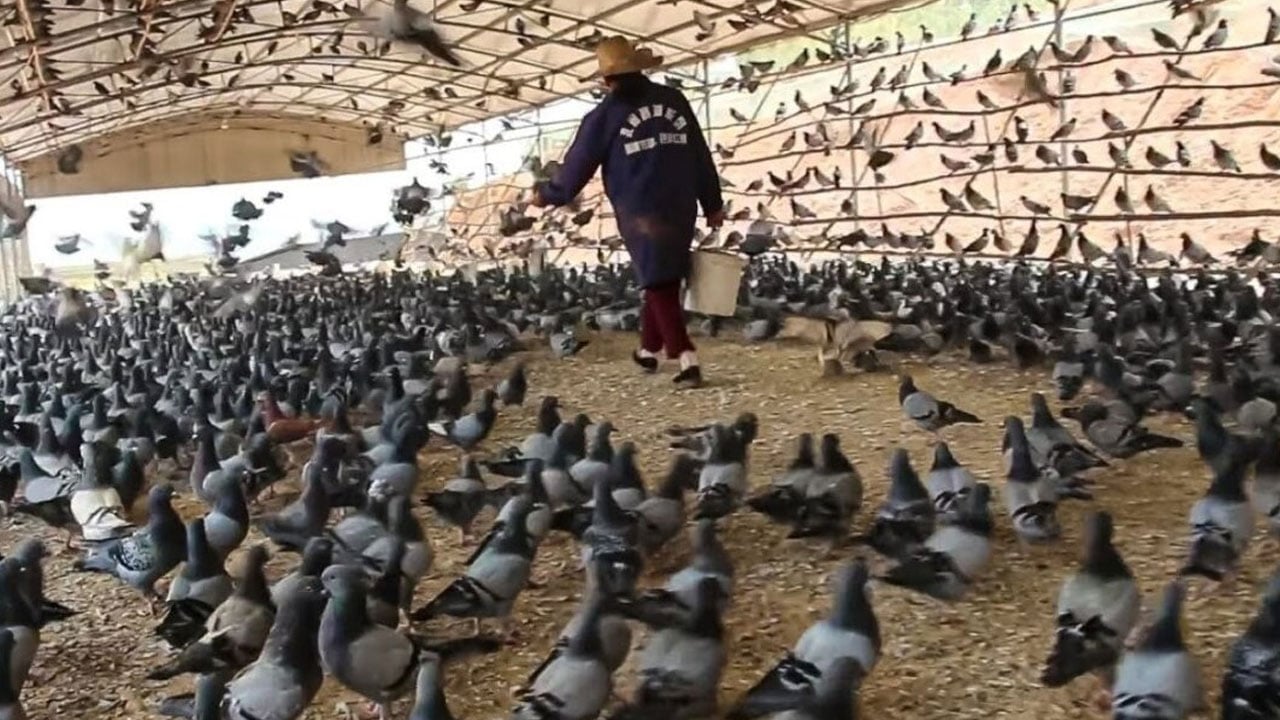 Foto - Şimdi de güvercine kafayı taktılar: Yılda 600 milyon güvercin yiyorlar