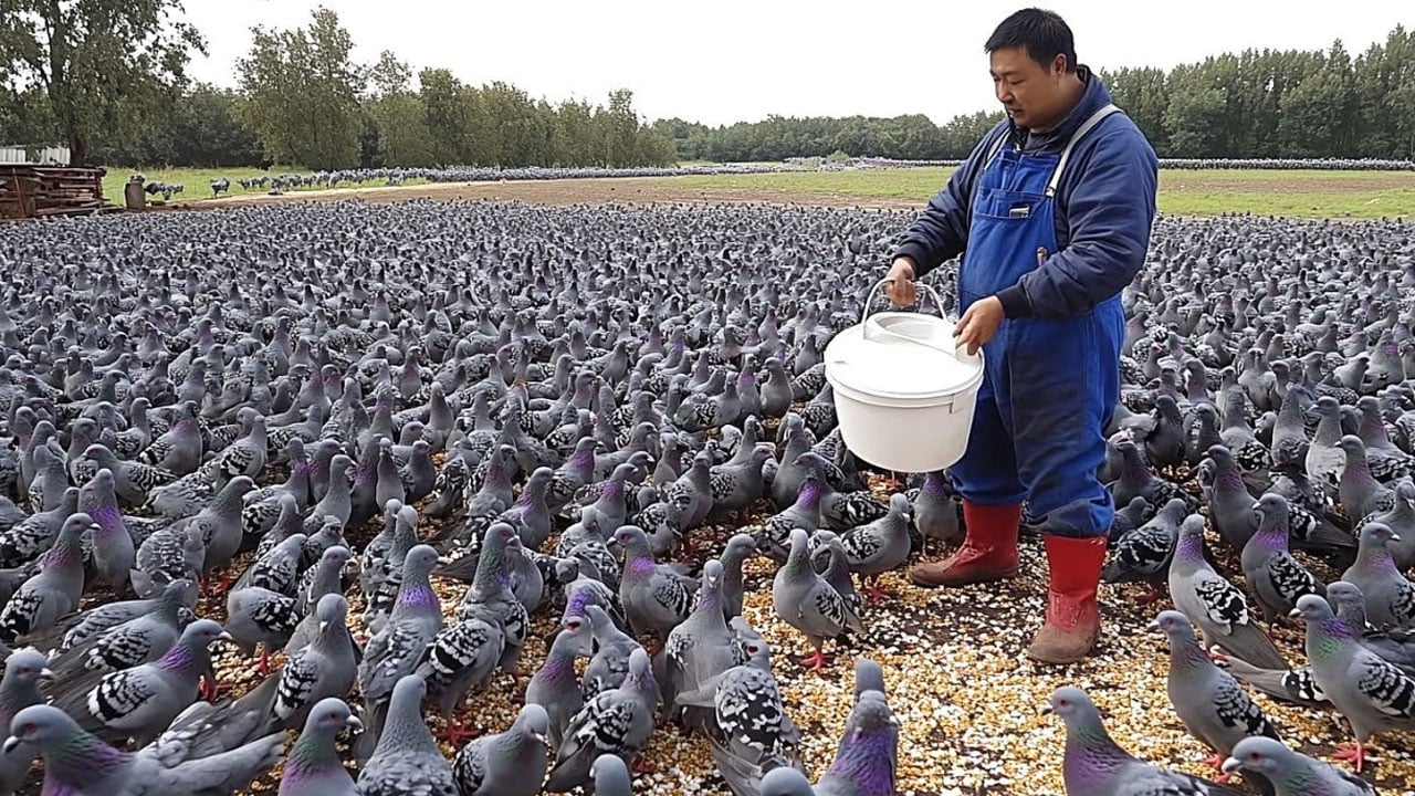 Foto - Şimdi de güvercine kafayı taktılar: Yılda 600 milyon güvercin yiyorlar