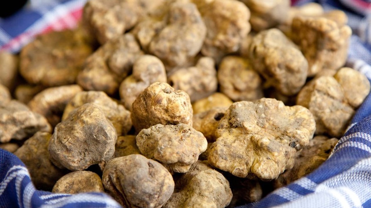 Şimdi tam zamanı! Türkiye'nin siyah elması: Herkes peşinde, protein deposu... Herkes bunu yapsın