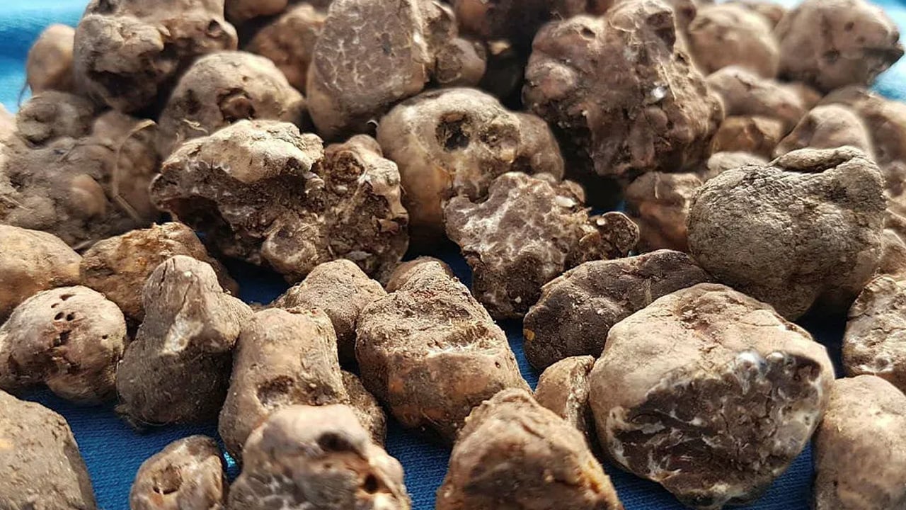 Foto - Şimdi tam zamanı! Türkiye'nin siyah elması: Herkes peşinde, protein deposu... Herkes bunu yapsın