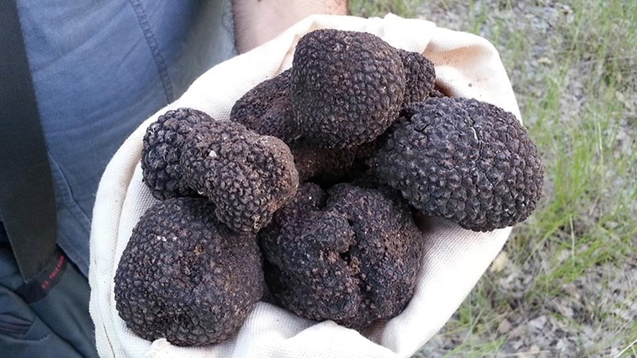 Foto - Şimdi tam zamanı! Türkiye'nin siyah elması: Herkes peşinde, protein deposu... Herkes bunu yapsın