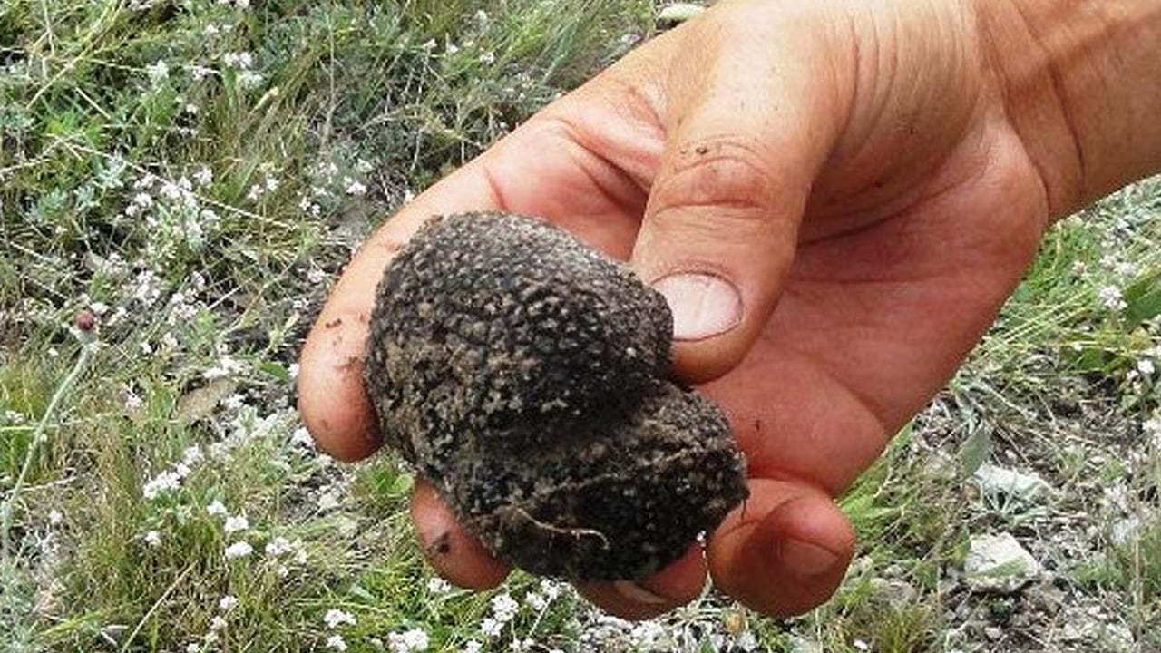 Foto - Şimdi tam zamanı! Türkiye'nin siyah elması: Herkes peşinde, protein deposu... Herkes bunu yapsın