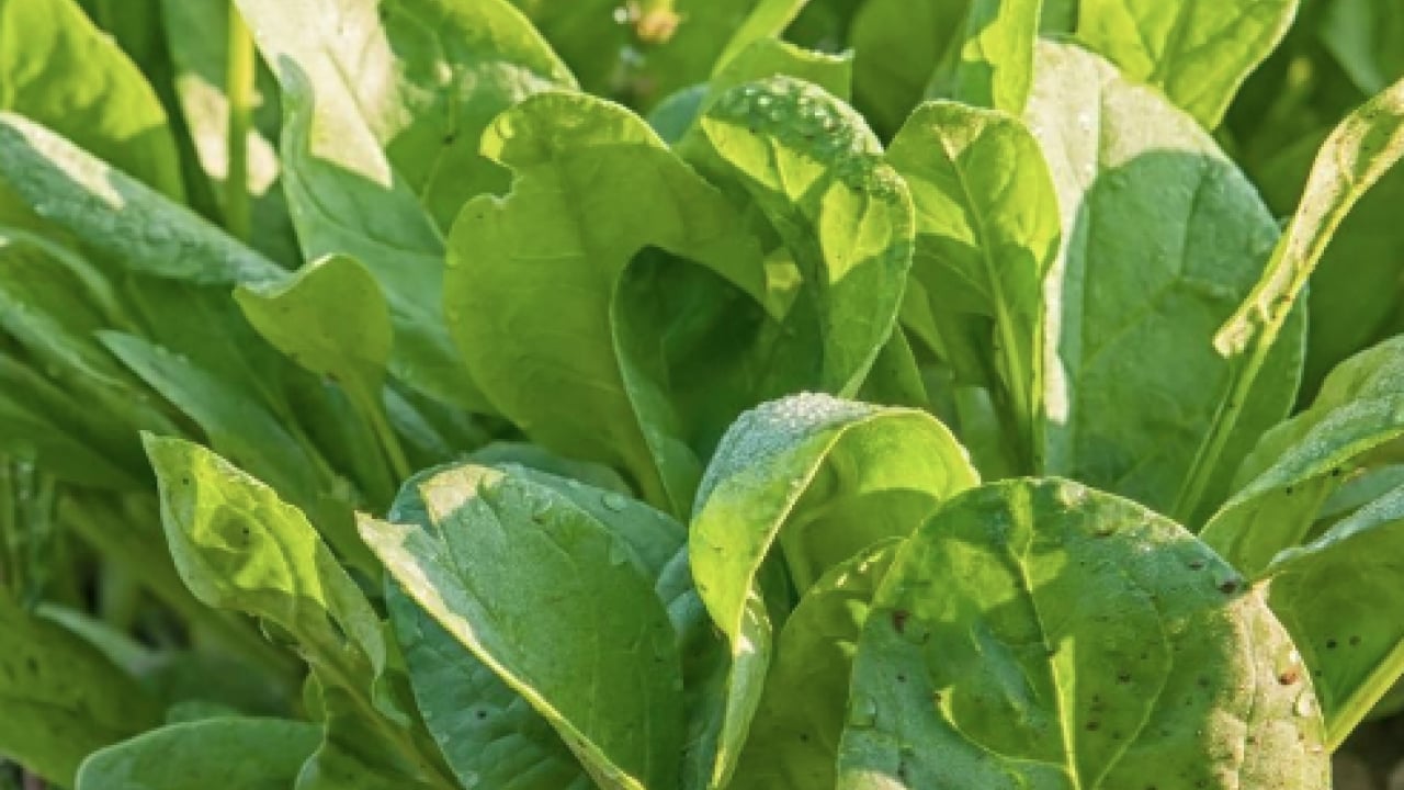 Foto - Şimdi yeni moda bu: Portakaldan fazla C vitamini var: Ekşimsi şifa kaynağı