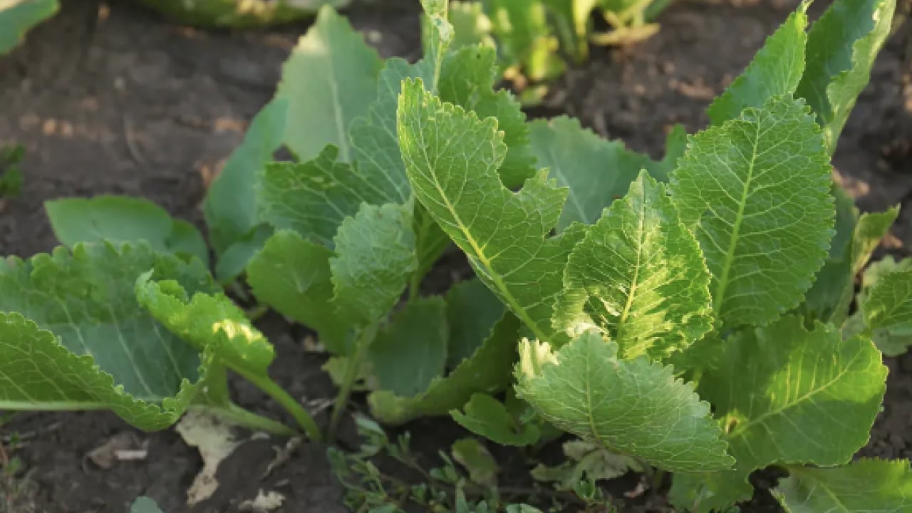 Foto - Şimdi yeni moda bu: Portakaldan fazla C vitamini var: Ekşimsi şifa kaynağı