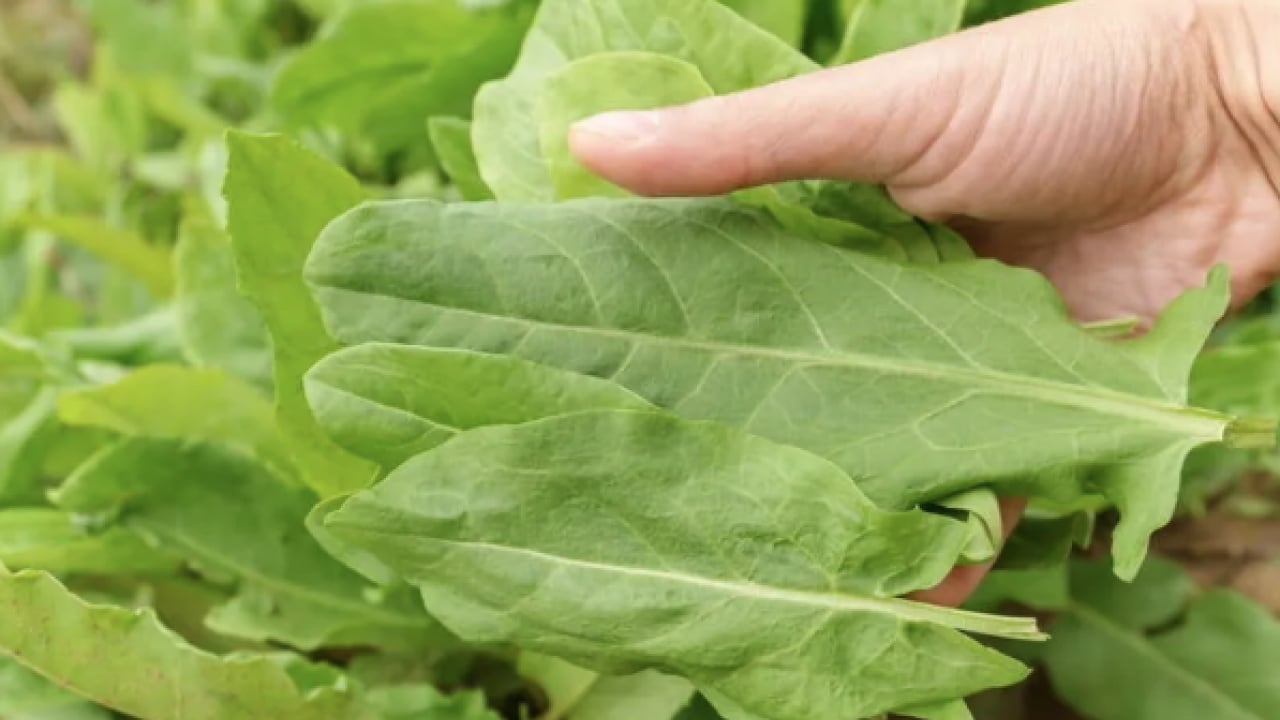 Foto - Şimdi yeni moda bu: Portakaldan fazla C vitamini var: Ekşimsi şifa kaynağı