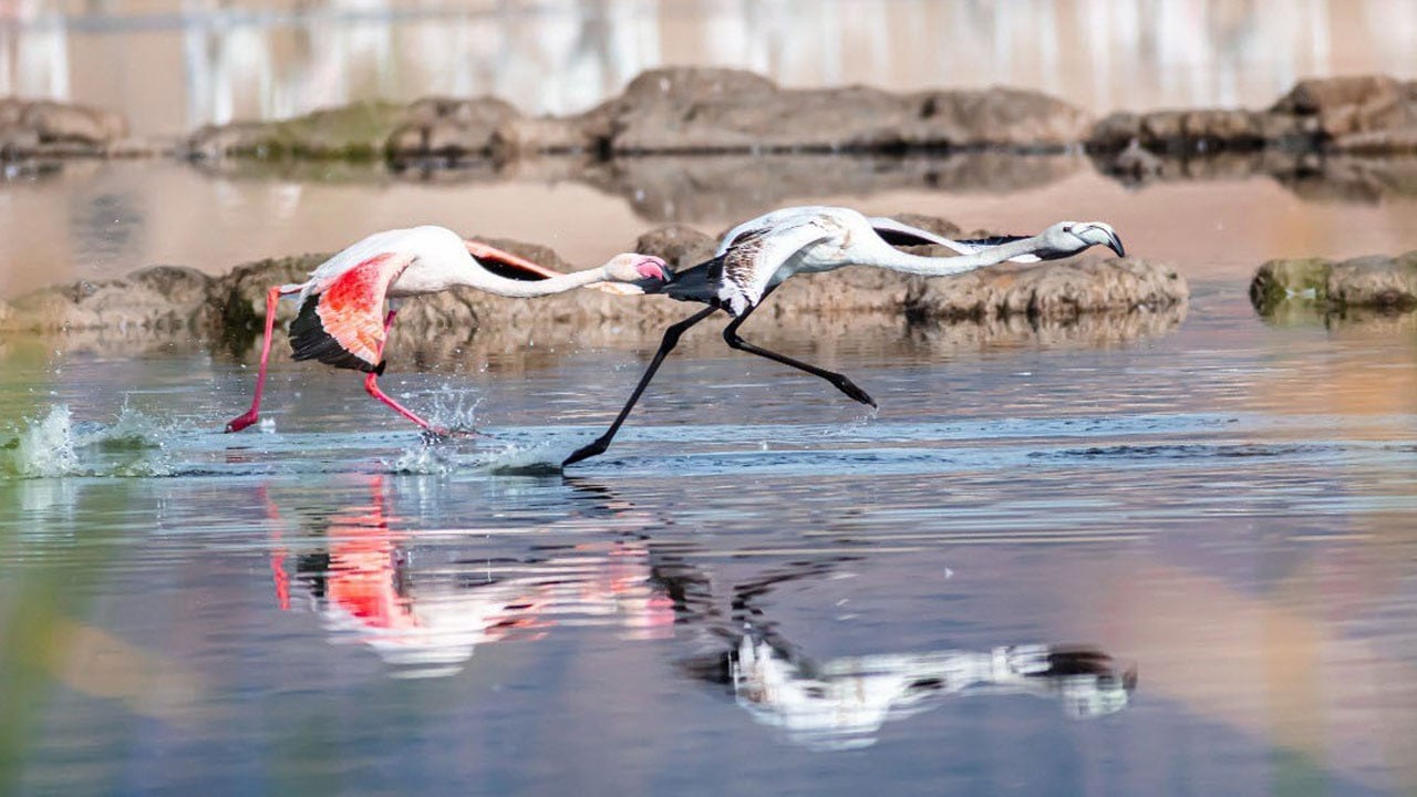Foto - Şimdi yürüyerek geçiliyor! Bir zamanlar kuş cennetiydi… 
