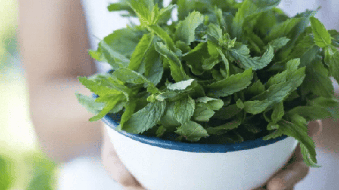 Foto - Sineklerin en korktuğu mutfak malzemesi! Çöp kutusuna serpin, rahat edin... 