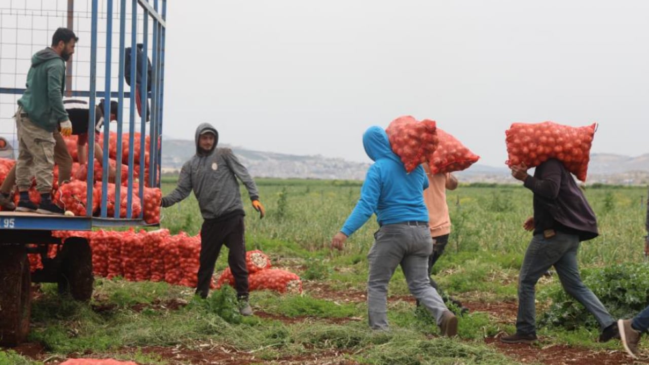 Foto - Sınır bölgesinde soğan üretimi zirve yaptı