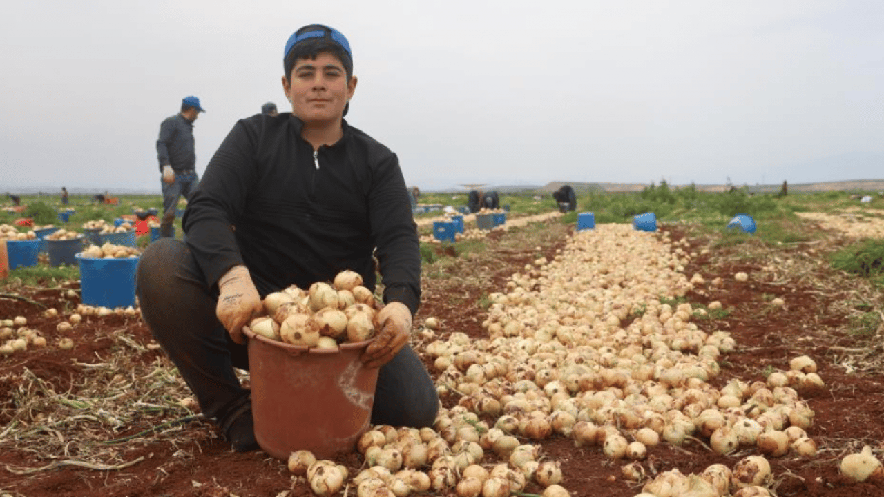 Foto - Sınır bölgesinde soğan üretimi zirve yaptı