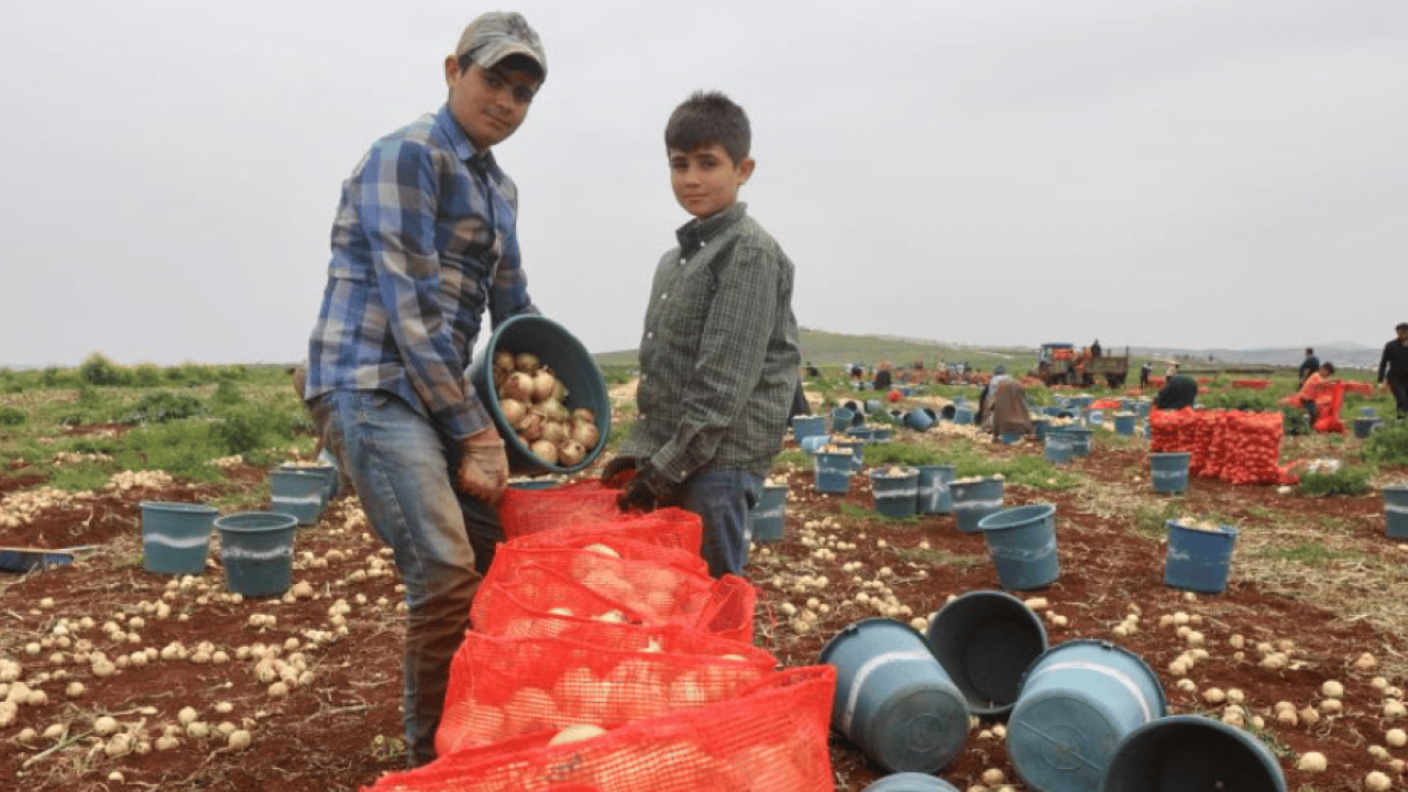 Sınır bölgesinde soğan üretimi zirve yaptı
