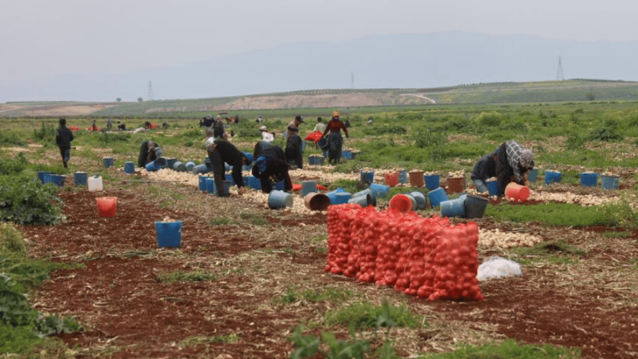 Foto - Sınır bölgesinde soğan üretimi zirve yaptı