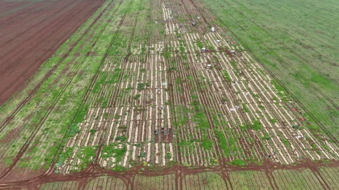 Foto - Sınır bölgesinde soğan üretimi zirve yaptı